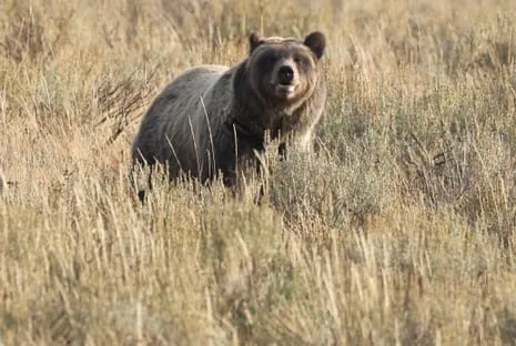 Backpacker Attacked by Grizzly in National Park Transported to Hospital