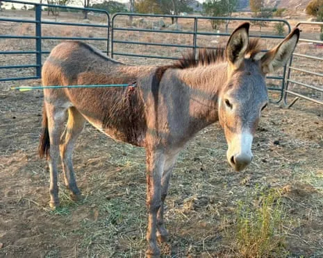 Wild Ass On the Mend Following Recent Projectile Strike on Wild Burros in California