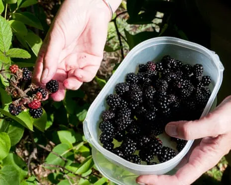 In Search Of: Scrumptious Bakes to Utilize a Surplus of House-Made Jam