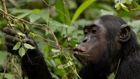 Apes Ingesting a Daily Dose of a Beer Each Day from Fermented Fruits, Research Finds