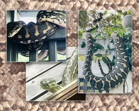 Welcoming the Reptiles in the Overhead Space: A Transformation from Anxiety to Admiration