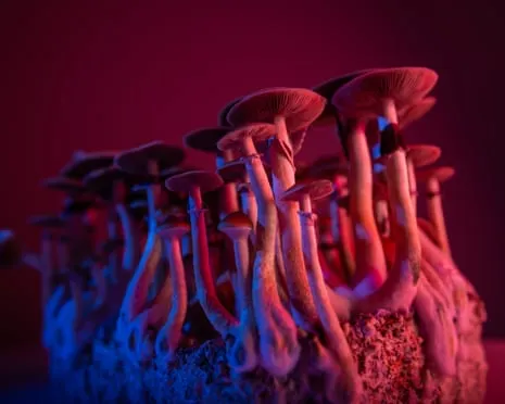 About Psychedelics by the Philosopher: A Reflective Exploration into Psychedelics