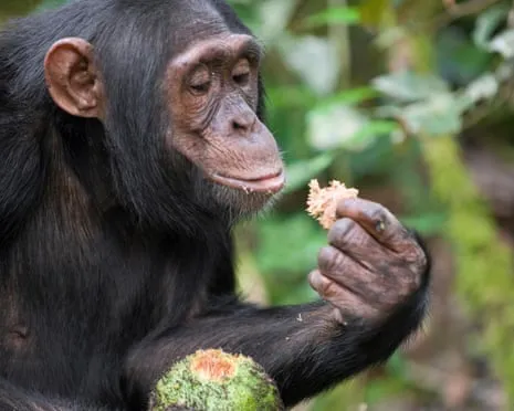 Apes Ingest Everyday Ethanol Equivalent to a Lager from Ripe Fruit