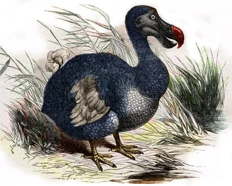 Scientists State They’ve Made a ‘Key Milestone’ in Resurrecting the Flightless Species for the Initial Instance in Three Centuries